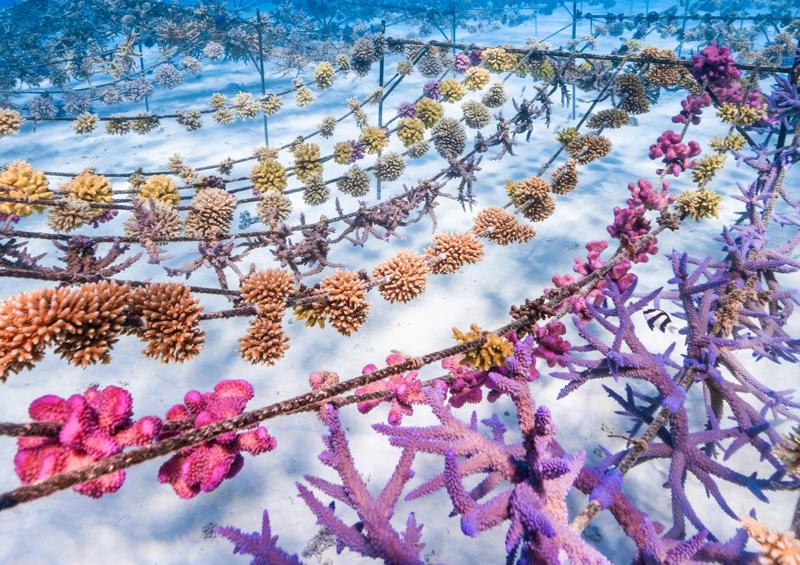 A colorful coral garden, cultivated by Coral Gardeners in Tahiti with Backroads support.