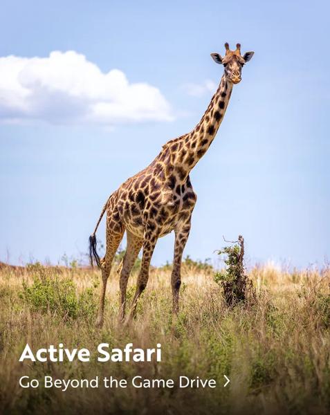 A giraffe standing tall in a grassy, open savanna. Text overlay reads: "Active Safari. Go Beyond the Game Drive".