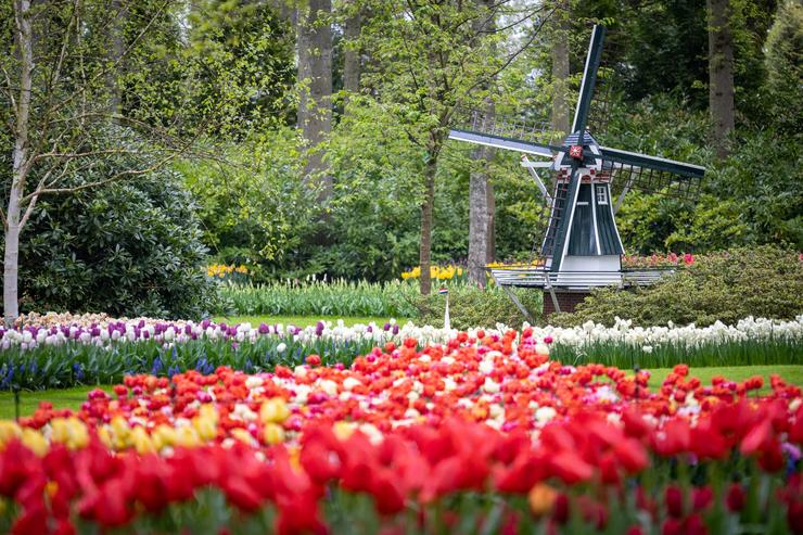 Red tulips with a windmill the background.