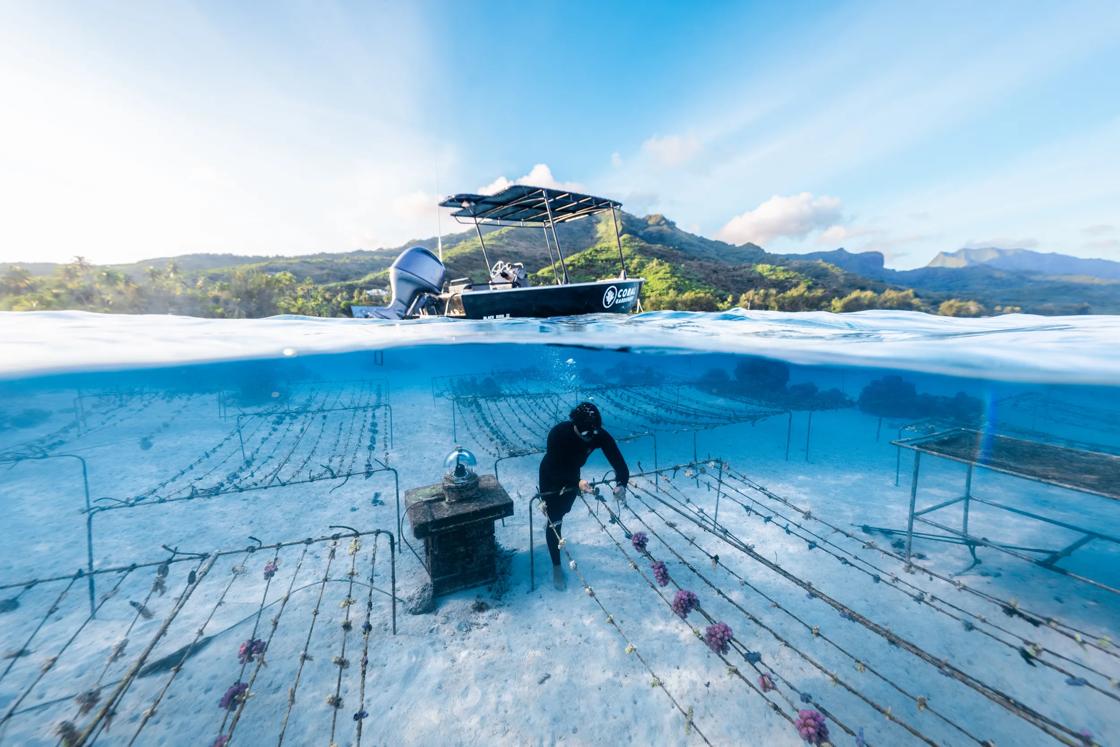 On of the Backroads Give Back program recipients, Coral Gardeners work to protect and restore coral reefs in French Polynesia, Fiji and Thailand.