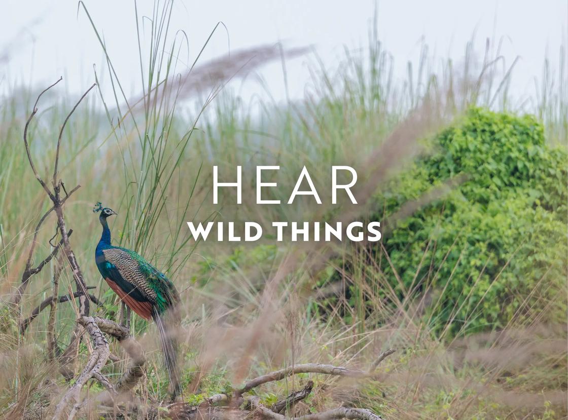 The landscape is rarely silent in Nepal's Chitwan National Park; experience it in November.