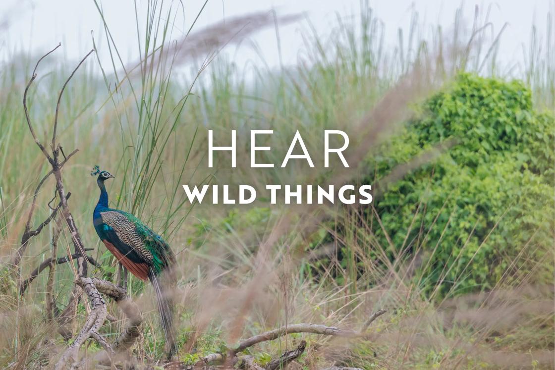 The landscape is rarely silent in Nepal's Chitwan National Park; experience it in November.