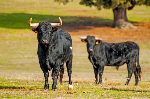 Two fighting bulls in the dehesa in Salamanca, Spain.
