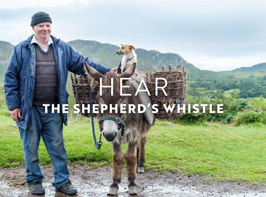 In September and October, a local herder and his dog give us a lesson on how they use whistles to herd sheep.