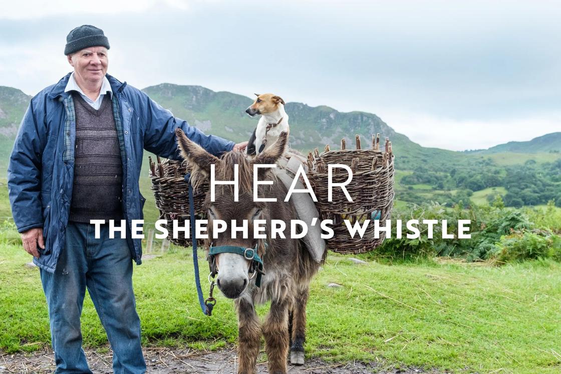 In September and October, a local herder and his dog give us a lesson on how they use whistles to herd sheep.