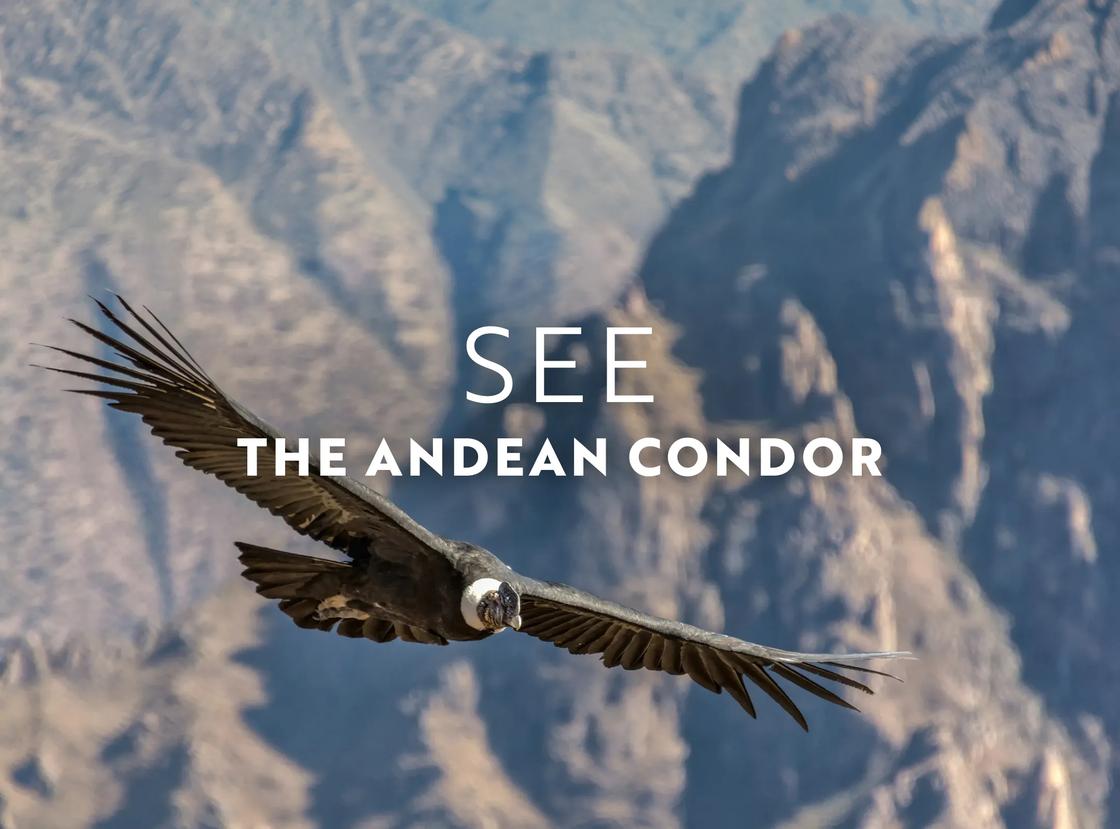 In November, see the Andean condor in Peru, Chile or Ecuador.