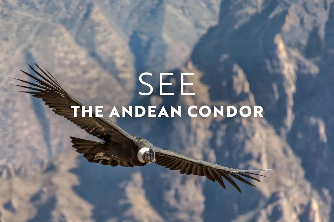 In November, see the Andean condor in Peru, Chile or Ecuador.