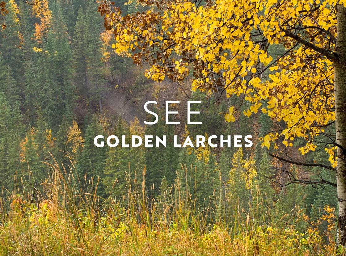 October is the time to see the golden larches in Canada's Banff National Park.