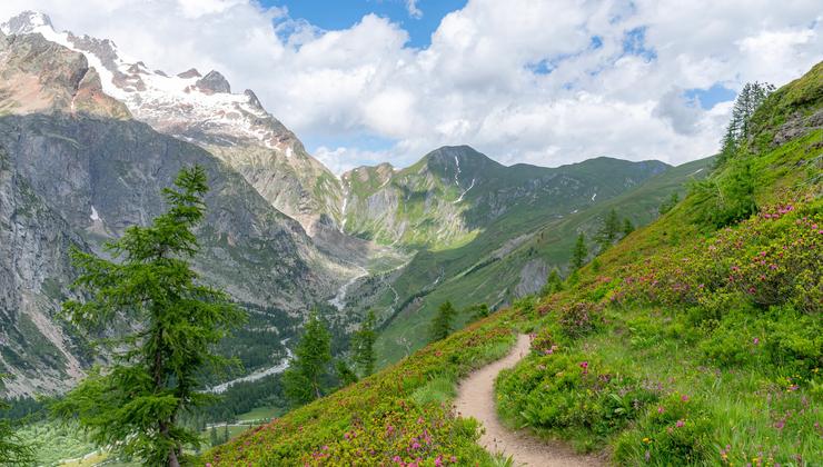 A view from the Tour du Mont Blanc trail through wildflowers and snowcapped mountain peaks in the distance.