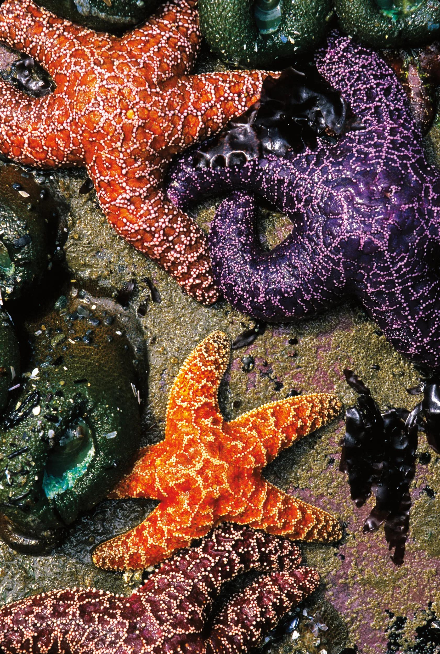 A top-down view of several colorful sea stars in shades of orange and purple resting on a wet, rocky tide pool surface alongside green sea anemones.