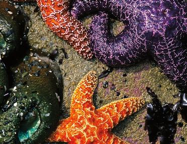 A top-down view of several colorful sea stars in shades of orange and purple resting on a wet, rocky tide pool surface alongside green sea anemones.