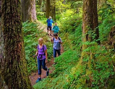 A group of four hikers walking along a dirt trail through a lush, green old-growth forest framed by large mossy tree trunks.