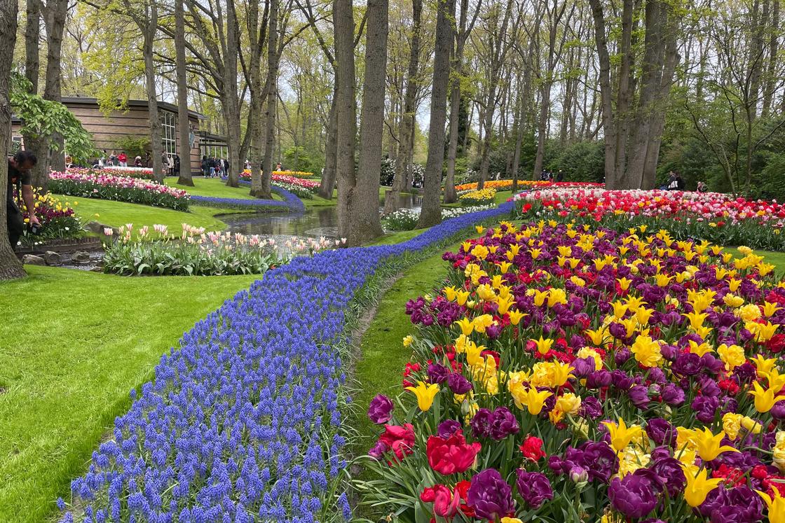 The river of color- flowers blooming in Keukenhof gardens in the Netherlands.
