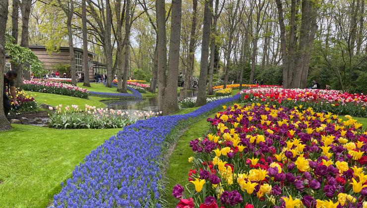 The river of color- flowers blooming in Keukenhof gardens in the Netherlands.