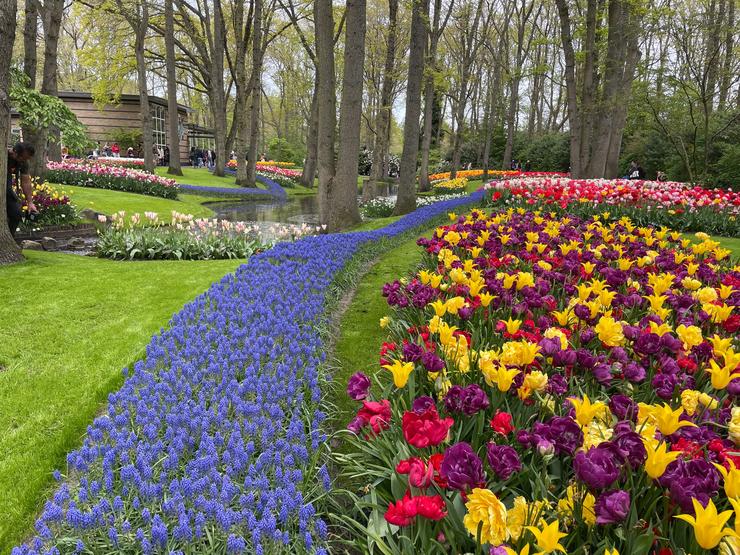 The river of color- flowers blooming in Keukenhof gardens in the Netherlands.