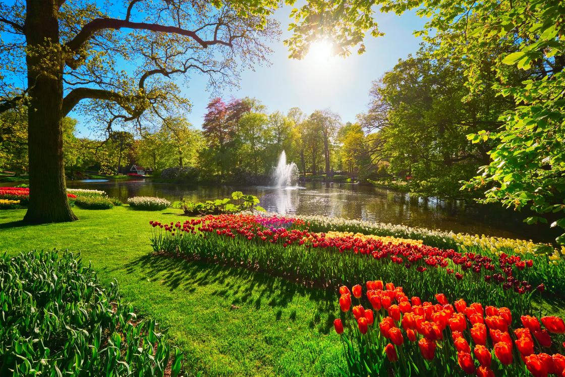 Red and yellow tulips blooming in spring in Keukenhof gardens in the Netherlands.