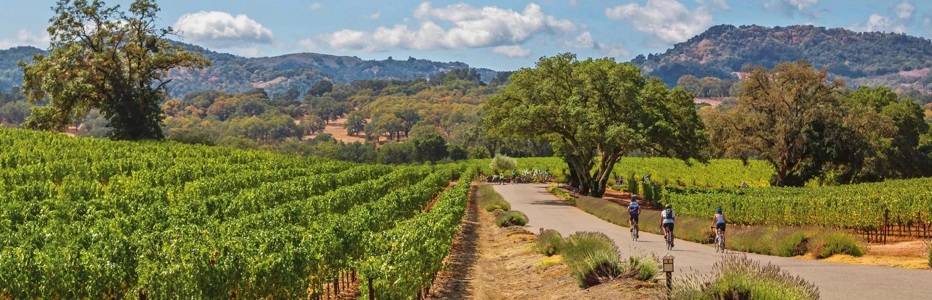 Three bicyclists ride down a paved path running through a lush green vineyard under a bright blue sky with light clouds, with rolling hills and trees in the background.