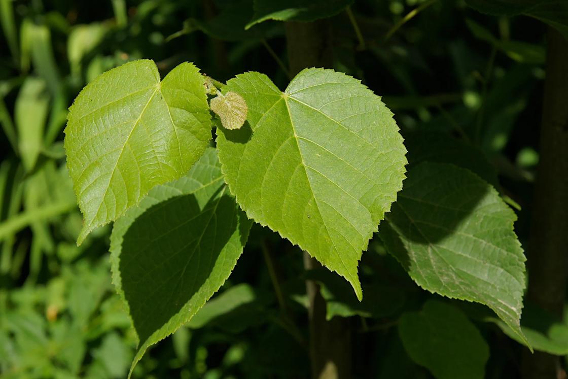 Heart-shaped linden tree leaves.