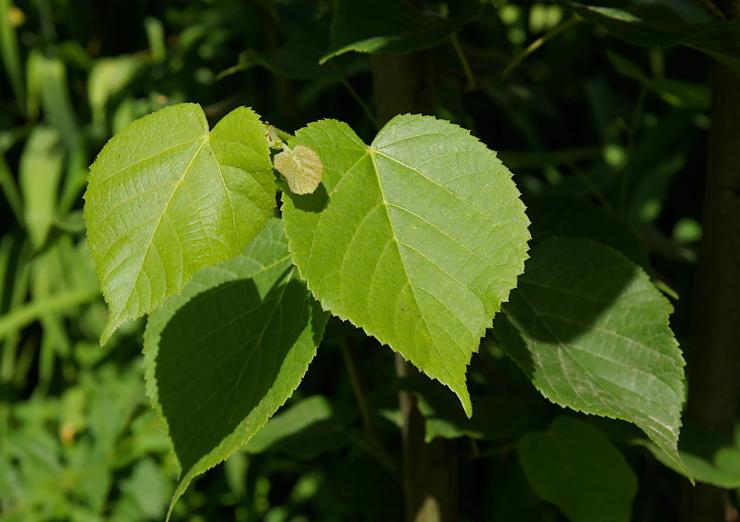 Heart-shaped linden tree leaves.