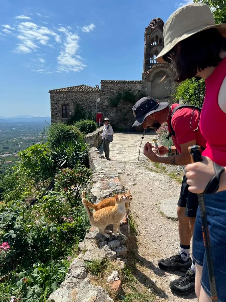 Guests stop to greet some neighborhood cats at a scenic overlook in Greece.
