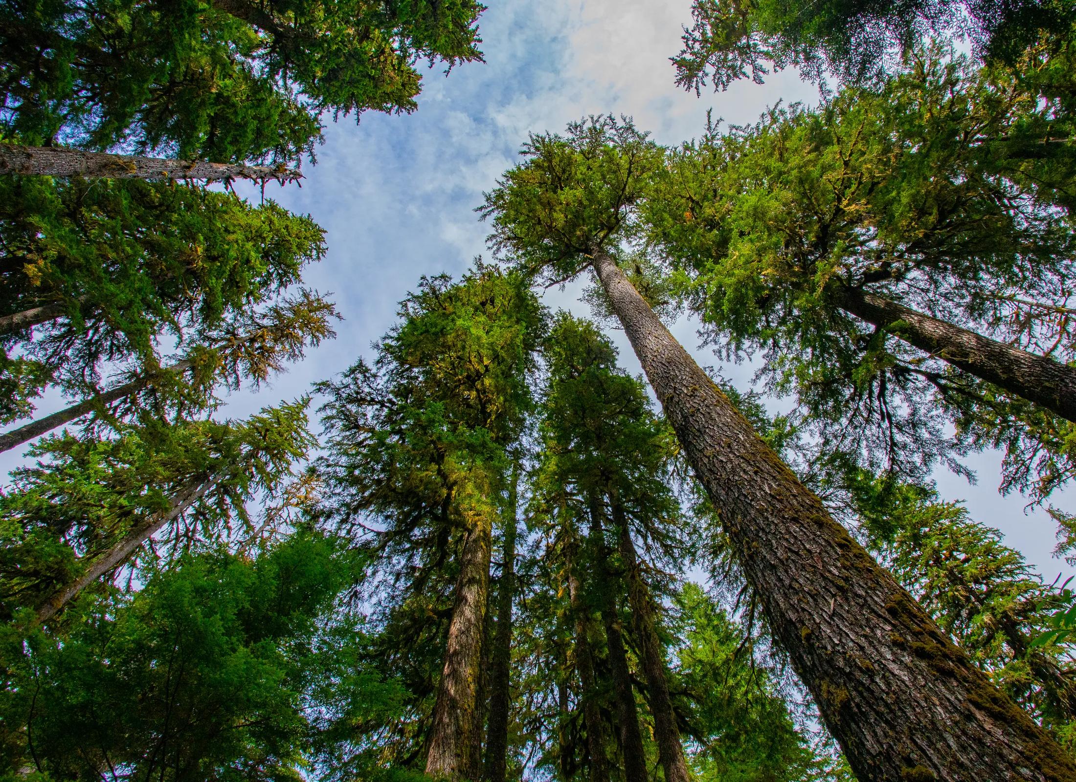 A low-angle, upward-looking view of towering evergreen trees in a dense forest, with their tall, textured trunks reaching toward a partly cloudy sky.