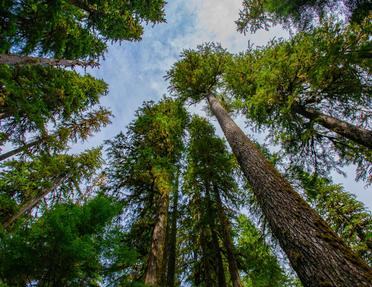 A low-angle, upward-looking view of towering evergreen trees in a dense forest, with their tall, textured trunks reaching toward a partly cloudy sky.