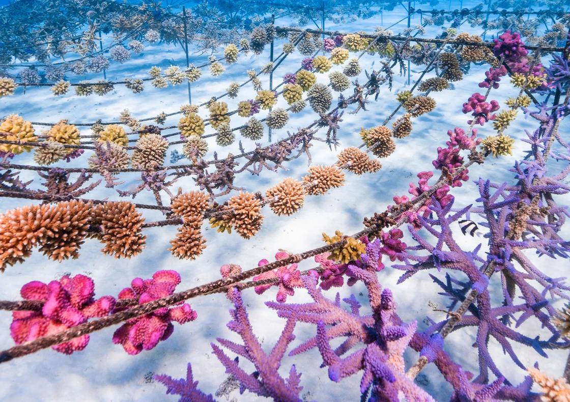 A colorful coral garden, cultivated by Coral Gardeners in Tahiti with Backroads support.