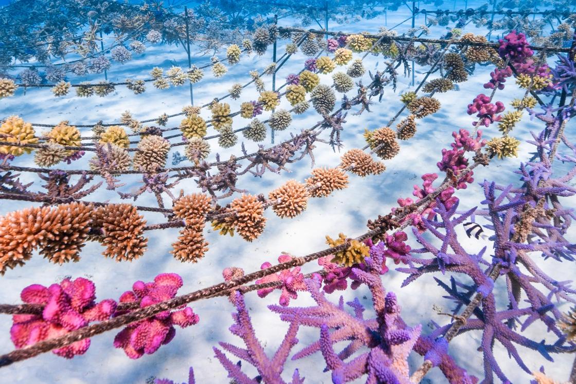 A colorful coral garden, cultivated by Coral Gardeners in Tahiti with Backroads support.