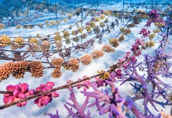 A colorful coral garden, cultivated by Coral Gardeners in Tahiti with Backroads support.