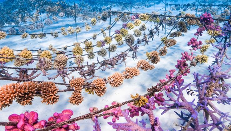 A colorful coral garden, cultivated by Coral Gardeners in Tahiti with Backroads support.