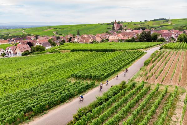 Cyclists riding through expansive vineyards in the countryside of the Alsace region of France.