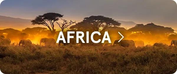 A herd of elephants walking through a savanna landscape at sunset with acacia trees silhouetted against a glowing golden sky, overlaid with the word "AFRICA" in bold white text in the center.