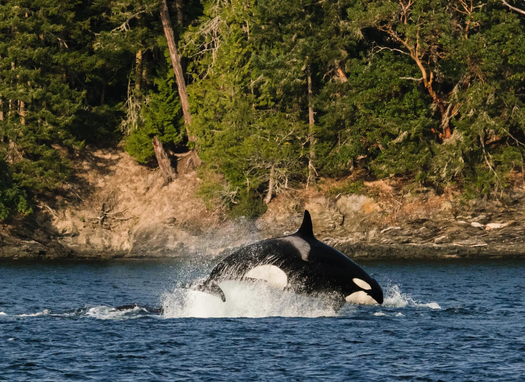 An orca whale breaching the water, creating a splash near a rocky, forested shoreline.
