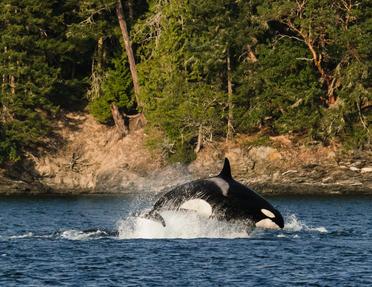 An orca whale breaching the water, creating a splash near a rocky, forested shoreline.