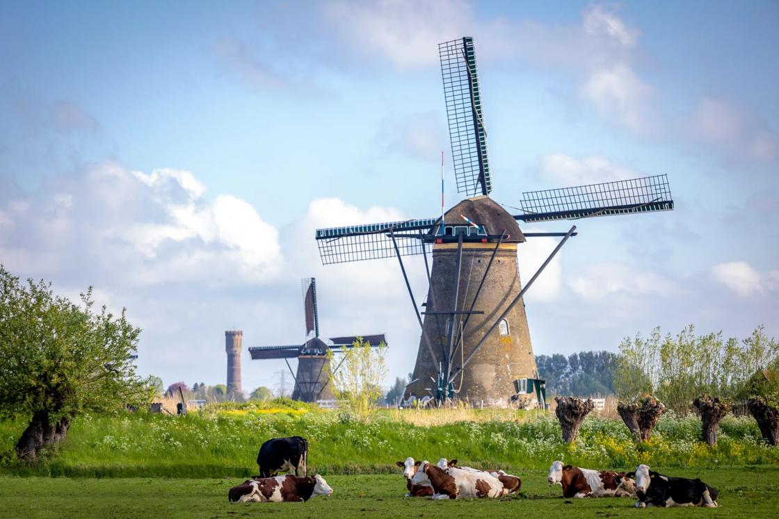 Windmills and cows relaxing in the grass.